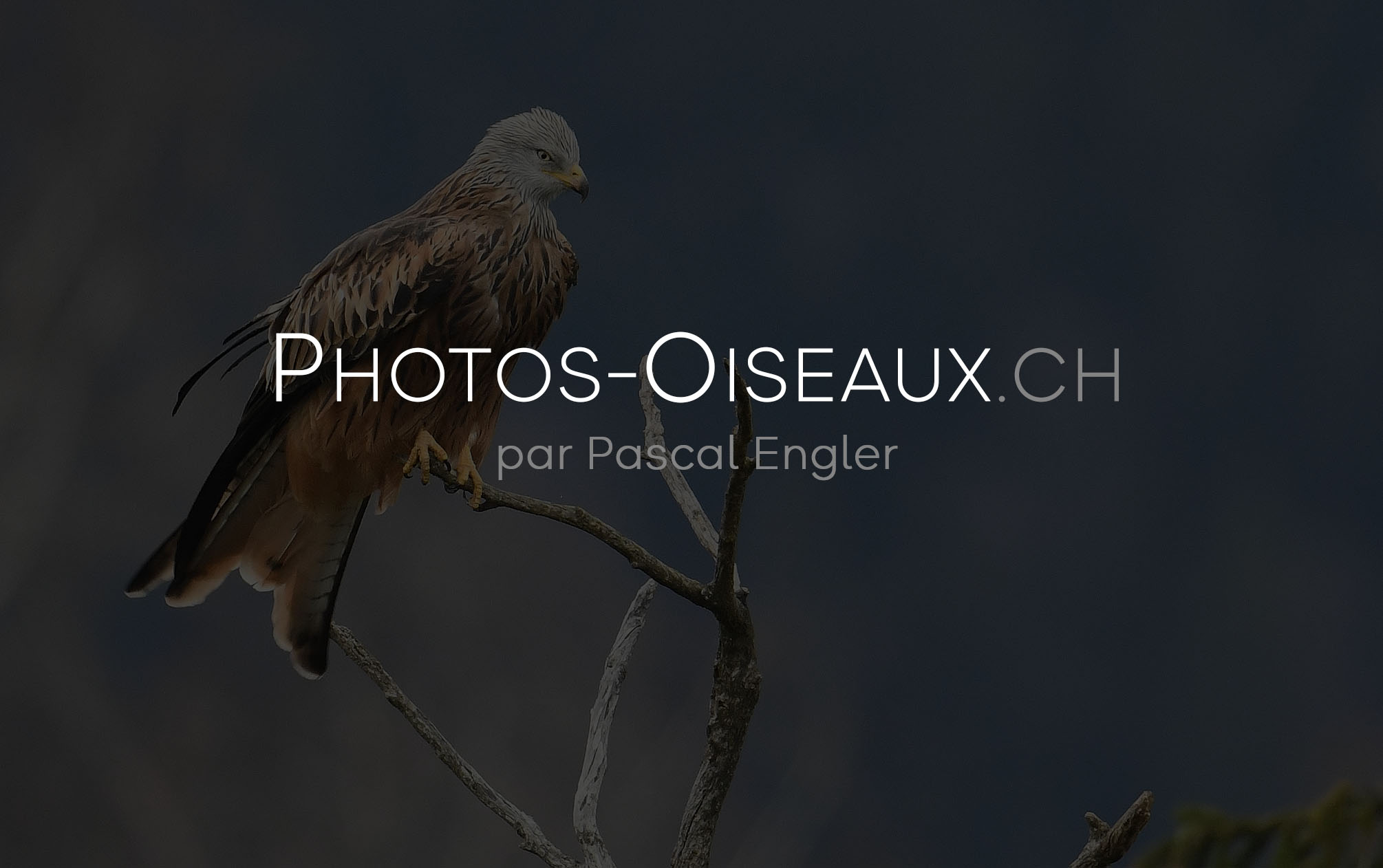 LaGrandRue-Photos-Oiseaux-couverture-Logo